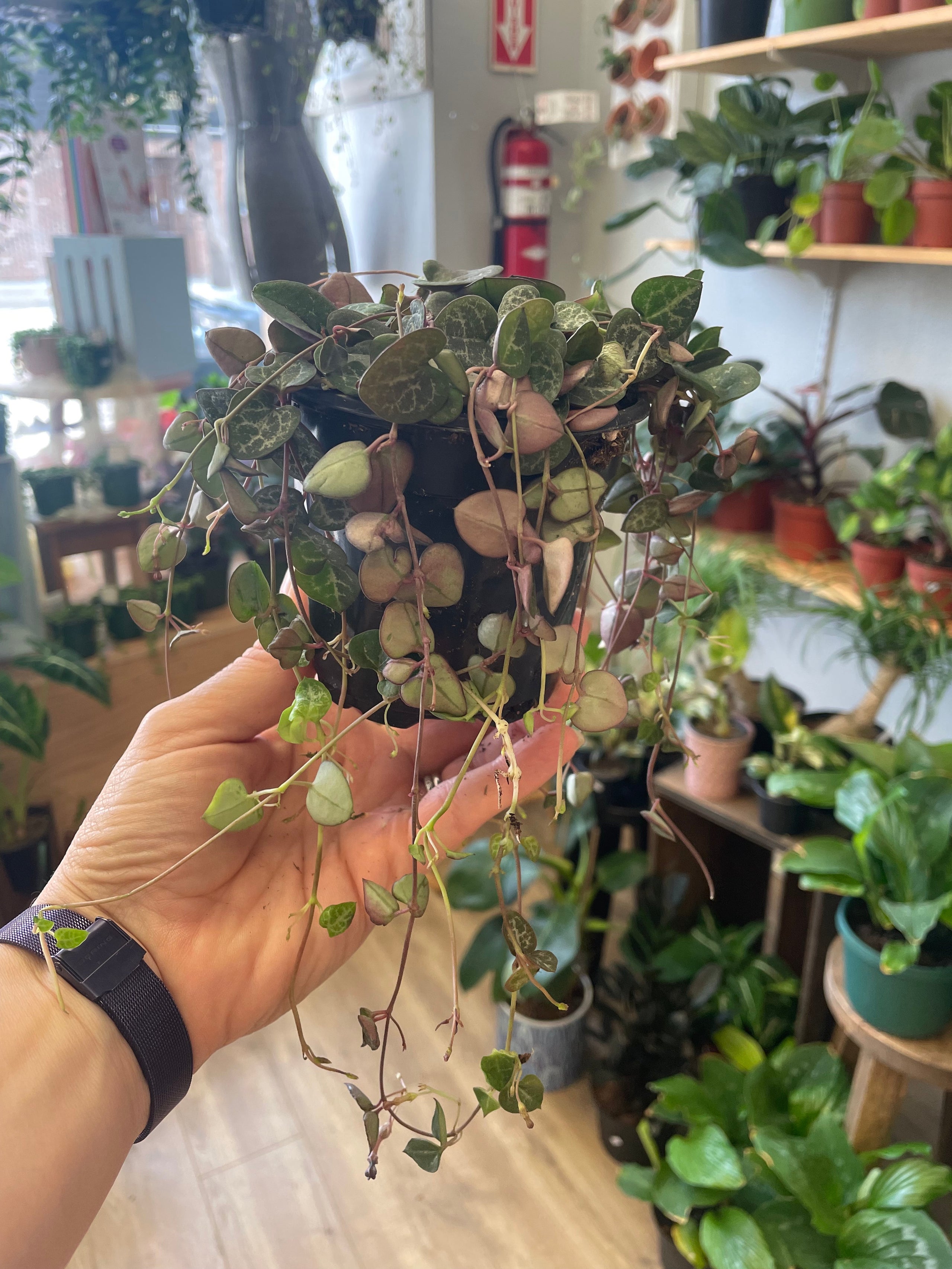 String of Hearts 4 inch Root Bound Plant Shop